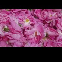 گلاب گیری 50*50