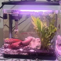 اکواریم شرکتی کوچیک