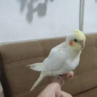 عروس هلندی نر لوتینو