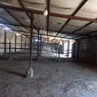 پرورش اسب و گوسفند و گاوداری|اجارهٔ دفتر صنعتی، کشاورزی، تجاری|مراغه, |دیوار