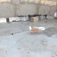 کبوتر خوشرنگ زرد