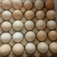 تخم مرغ محلی