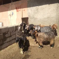 ۷عدد بز|حیوانات مزرعه|خاوه, |دیوار