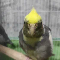 عروس هلندی ماده