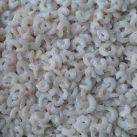 میگو جنگل حرا