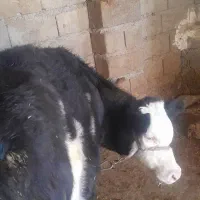 گوساله  نر سیمینتال برای پرواری