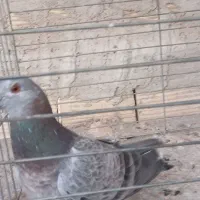 کبوتر|حیوانات|یزد, |دیوار