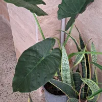 ح ر ا ج گیاهان آپارتمانی|گل و گیاه طبیعی|کرج, بنیاد|دیوار