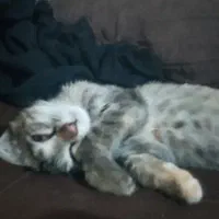 گربه ملوس