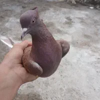 کبوتر سرخ آهنی ۲۵۰
