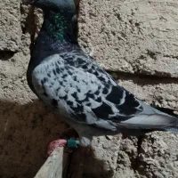 کبوتر پلاکی