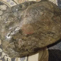 تعدادی سنگ یا شهابسنگ