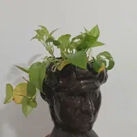 گل وگلدان وپایه|گل و گیاه طبیعی|قم, ولیعصر|دیوار