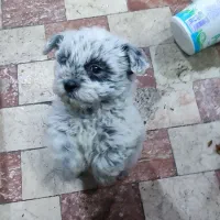 سگ مینیاتوری نر|سگ|سهند, |دیوار