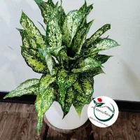 جشنواره تخفیفی گل+گلدان سرامیک