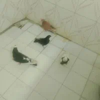 کبوتر