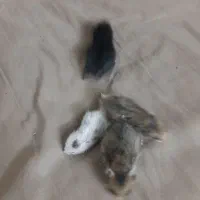 همستر|موش و خرگوش|اصفهان, کنگاز|دیوار