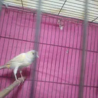 یه جفت قناری بفروش میرسد