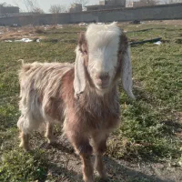 بره و بزغاله|حیوانات مزرعه|مشهد, کلاته برفی|دیوار