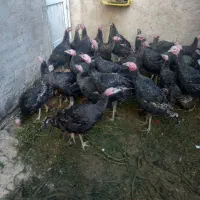 آماده پروار شدن|حیوانات مزرعه|رزن, |دیوار