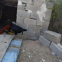 مرغ لاری سه نیم دنگ