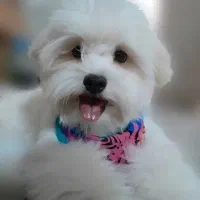 پانسیون خانگی حیوانات با مراقبت ویژه|خدمات پیشه و مهارت|تهران, خاک سفید|دیوار