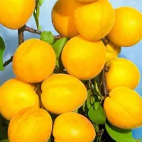 ارقام نهال زردآلوی انبه ای و پرتغالی ۲ ساله|حراج|خرم‌آباد, |دیوار