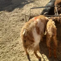 بز ابست فروشی|حیوانات مزرعه|نیمبلوک, |دیوار