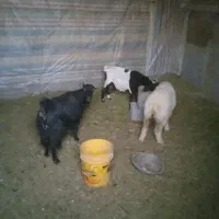 بزوکهره وبره|حیوانات مزرعه|خرم بید, |دیوار