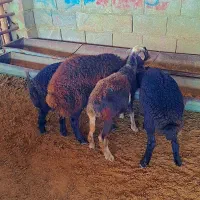 بره های قزل افشاری اصل مخصوص پرواری(گوسفند|حیوانات مزرعه|گنبد کاووس, |دیوار