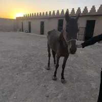 معاوضه اسب|حیوانات مزرعه|کوار, |دیوار