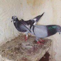 کفتر|پرنده|تربتحیدریه, ترمینال|دیوار