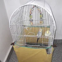 فروش عروس هلندی|پرنده|همدان, |دیوار