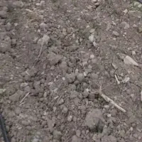 اجاره 8هکتار زمین کشاورزی