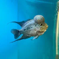 فلاور|ماهی|نسیمشهر, |دیوار