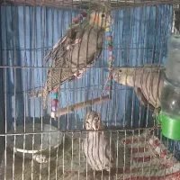 سه عدد عروس هلندی ۴یا ۵ ماهه