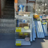 کبوتر|پرنده|گرگان, |دیوار