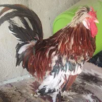 خروس بلژیکی و مرغ تخم گذار