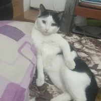 گمشده|حیوانات|تبریز, |دیوار