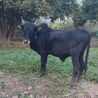 ورزا کوله آس