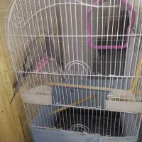 عروس هلندی   باقفس|پرنده|قرچک, صالح آباد|دیوار