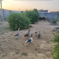 قاز|حیوانات مزرعه|بندر گناوه, |دیوار