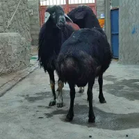 قوچ|حیوانات مزرعه|هریس, |دیوار