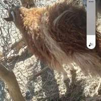 گوسفند فروشی|حیوانات مزرعه|گنبکی, |دیوار