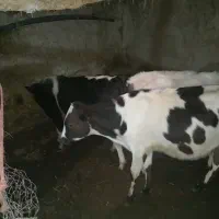 تعدادی گاو وگوساله به فروش می‌رسد