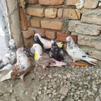 چند جفت کبوتر