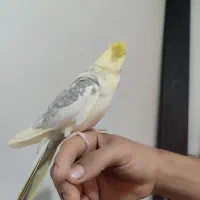 عروس هلندی