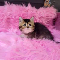 بچه گربه بریتیش چشم تیله ای