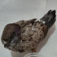 کبوتر زیبا و چاق