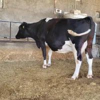 تلیسه.۷ماه.نیم.ابستن|حیوانات مزرعه|سبزوار, رباط|دیوار